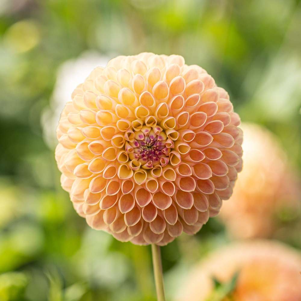 Dahlia 'Jowey Nicky'